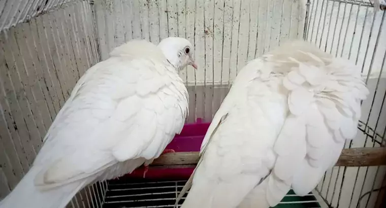 Australian Gu Gu 1 Pair