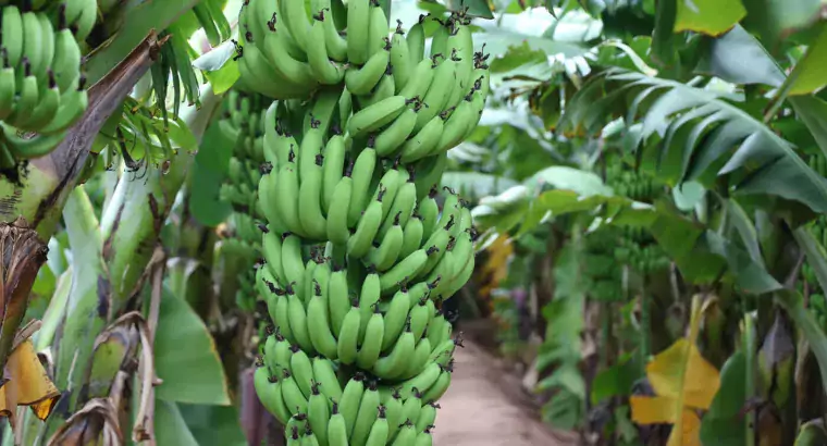 Banana Exporters from India