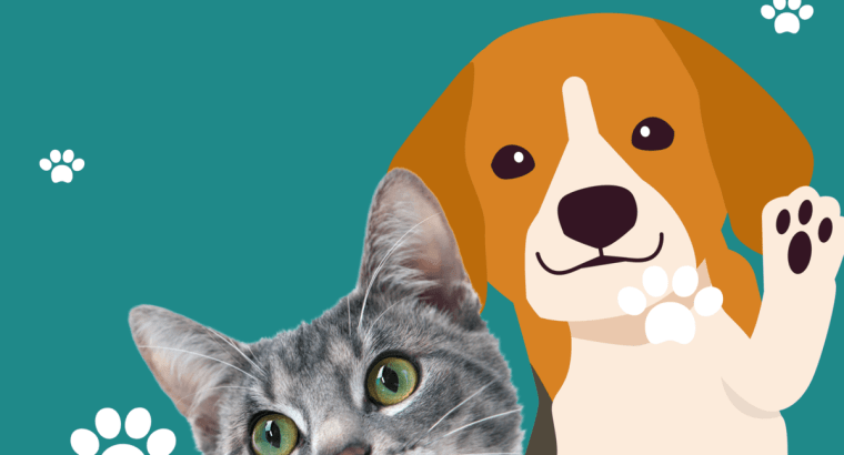 what is jetblue airlines pet travelling policy in 2024