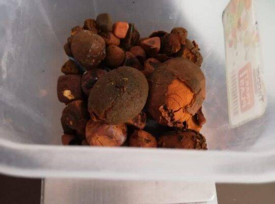 Buy Cow /Ox Gallstone Available On Stock Now @ (WhatsApp: +2376735282